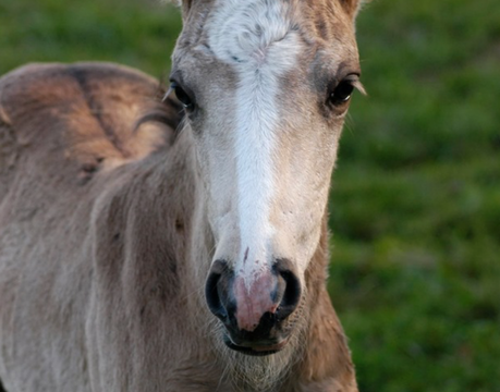 Spirit Horse